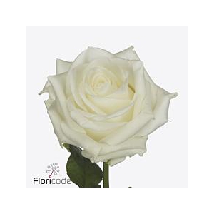 Rosa large noelia