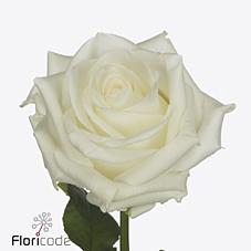 <h4>Rosa large noelia</h4>