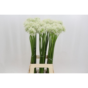 Allium Mount Everest