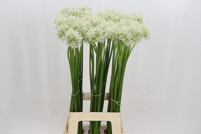 <h4>Allium Mount Everest</h4>