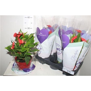 Anthu Banderola Roja 5-6 Bloemen+