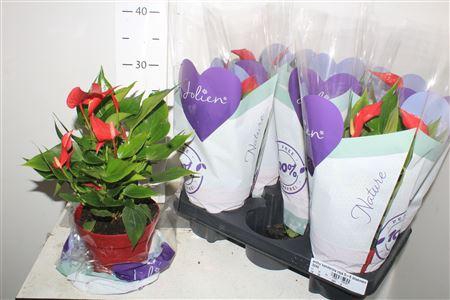 <h4>Anthu Banderola Roja 5-6 Bloemen+</h4>