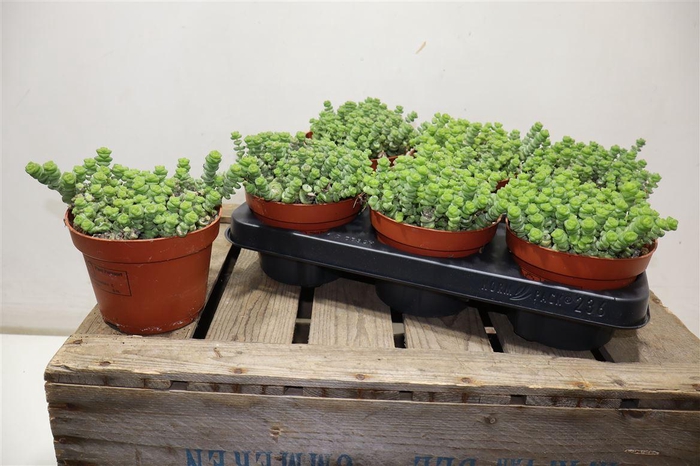 <h4>Crass Marnieriana</h4>