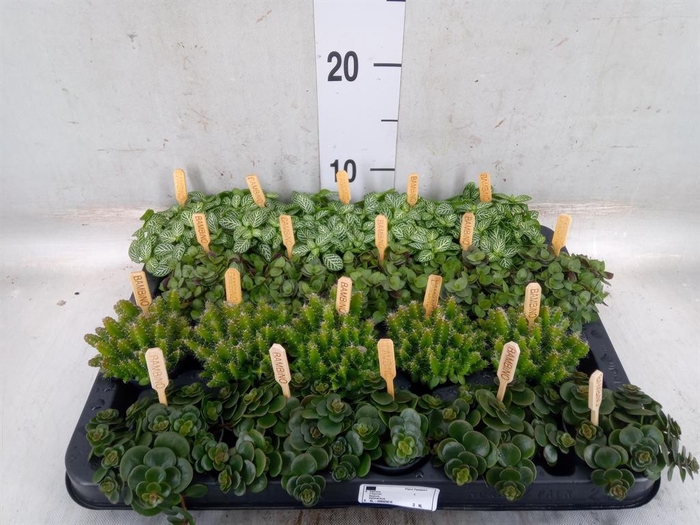 <h4>Planten  ..mix</h4>