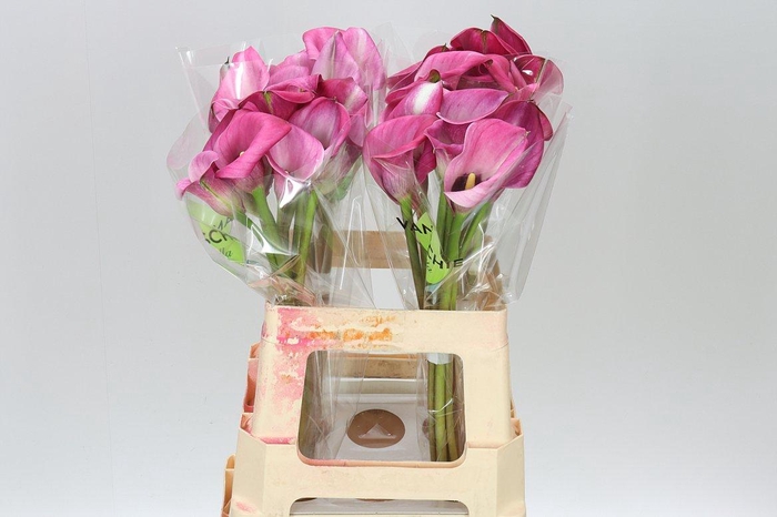 <h4>Zant Beijing</h4>