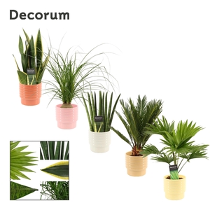 Groenmix 12 cm in Naemi (Sympathetic moods-collection)