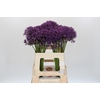 Allium Jackpot