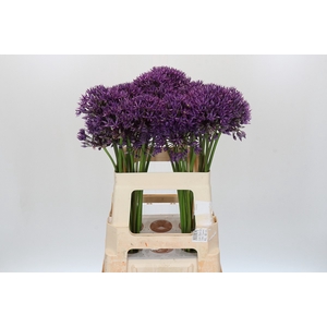 Allium Jackpot