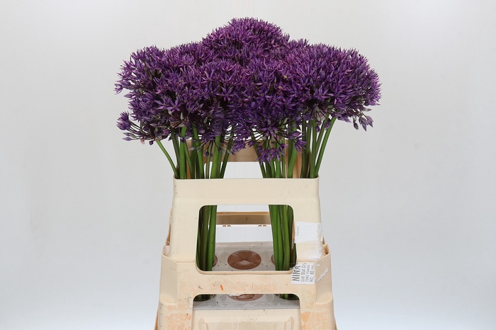 <h4>Allium Jackpot</h4>