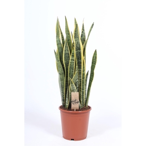 Sansevieria trifa. 'Laurentii'