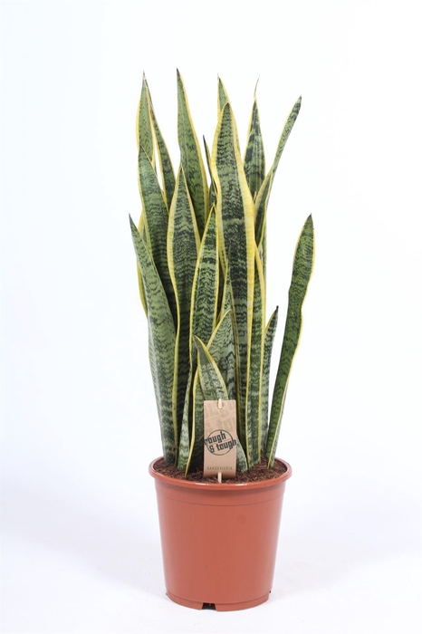 <h4>Sansevieria trifa. 'Laurentii'</h4>