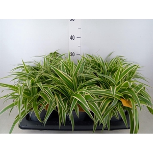Chlorophytum com. 'Ocean'