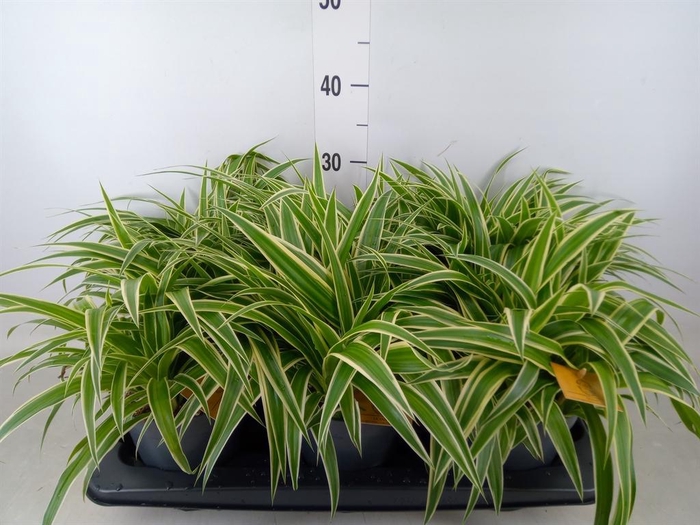 <h4>Chlorophytum com. 'Ocean'</h4>