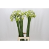 Ornithogalum Saundersiae