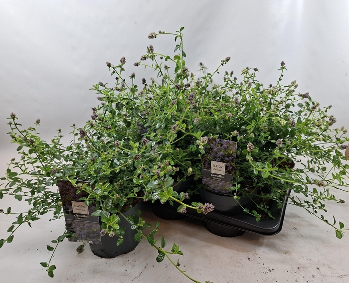 <h4>CEAN TH REPENS</h4>