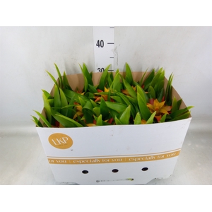 Guzmania  'Flava'