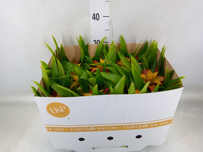 <h4>Guzmania  'Flava'</h4>