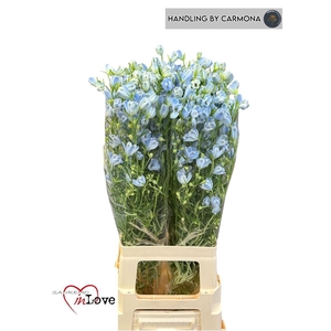 Delph En Morpho Platinum Blue