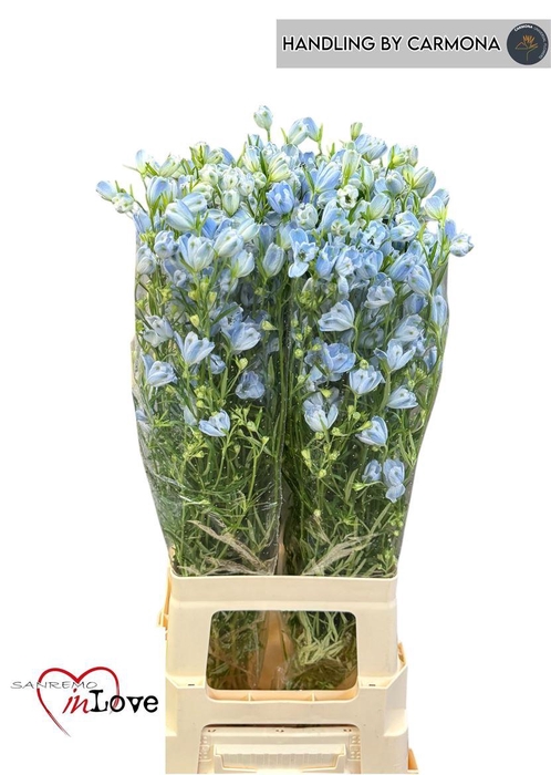 <h4>Delph En M Plat Blue</h4>