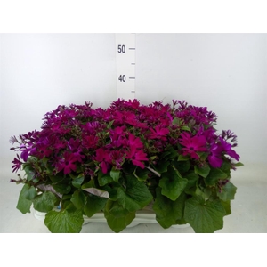 Pericallis cr. 'Mandala Magenta'