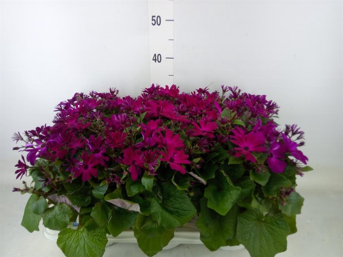 <h4>Pericallis cr. 'Mandala Magenta'</h4>