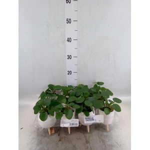 Arr.   Kamerplant Groen L%