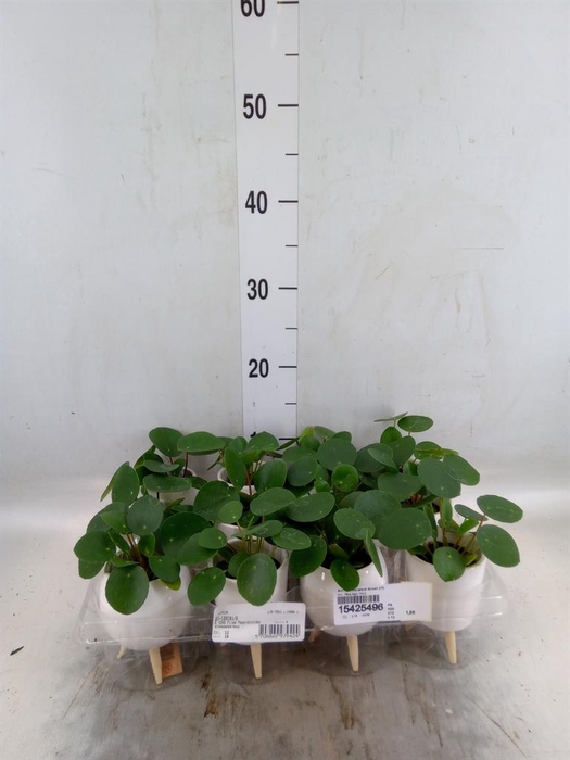 <h4>Arr.   Kamerplant Groen L%</h4>