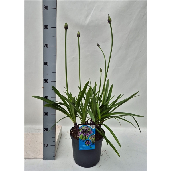 <h4>Agapanthus Poppin Purple</h4>