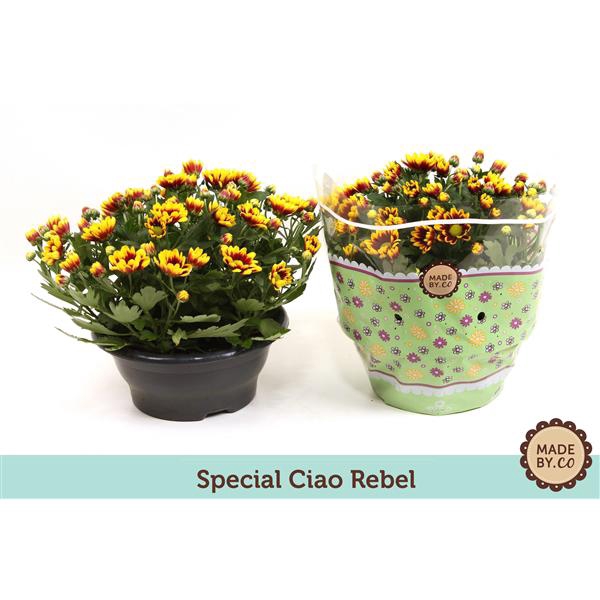 <h4>Chrysant Splendid / Ciao Rebel</h4>