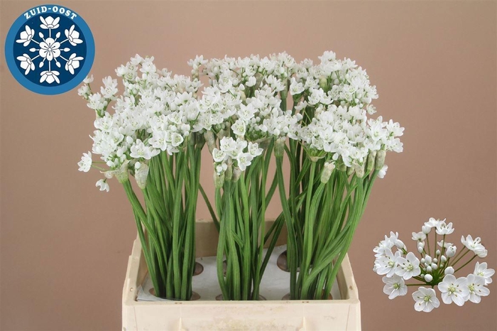 <h4>ALLIUM FLOCON</h4>