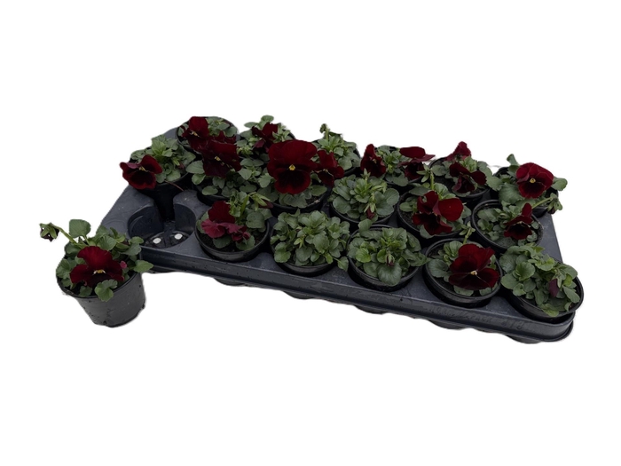 <h4>VIO WI DP RED  BLOTC</h4>