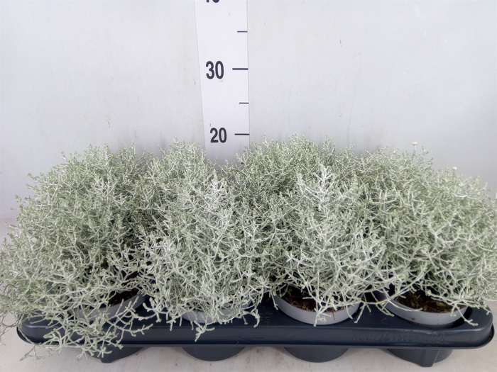 <h4>Leucophyta brownii 'Whimsy Silv'</h4>