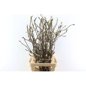 Magnolia Extra P Stem 100cm X10