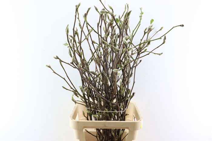 <h4>Magnolia Extra P Stem 100cm X10</h4>
