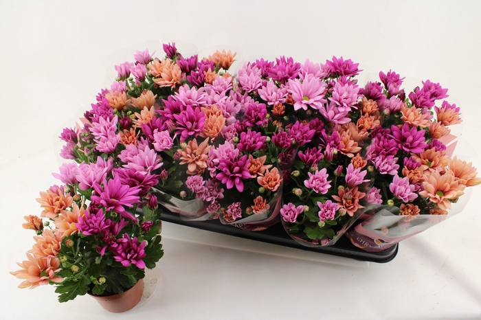 <h4>CHRYS GEM IN POT</h4>