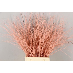 Betula Bs  Apricot Fst