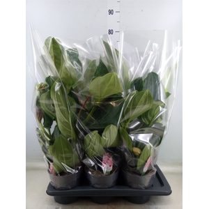 Medinilla magnifica
