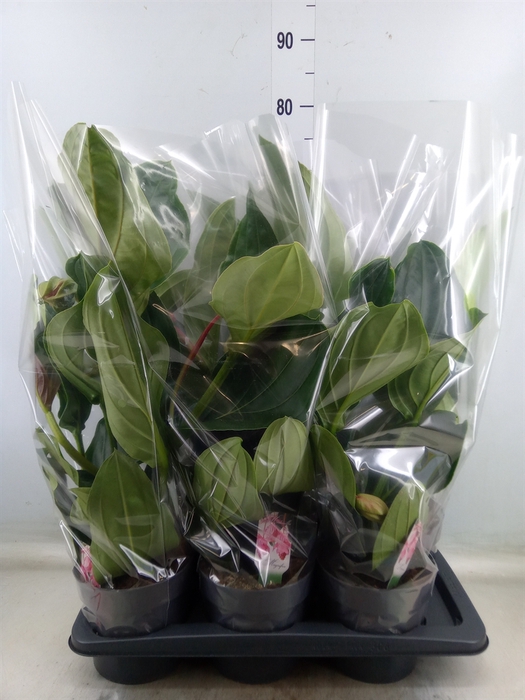 <h4>Medinilla magnifica</h4>