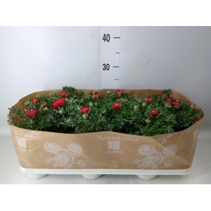 Ranunculus  'Sprinkles Red'