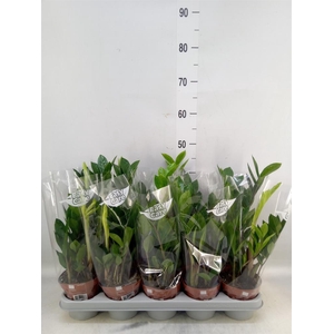 Zamioculcas zamiifolia