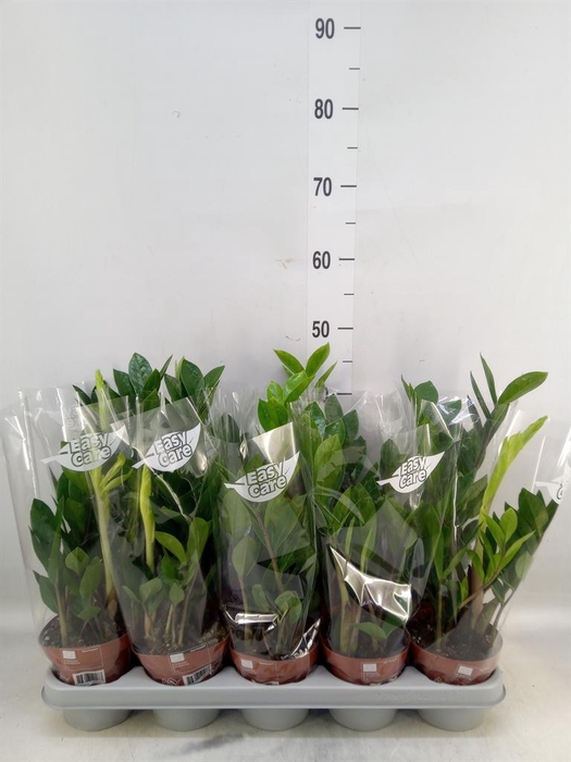 <h4>Zamioculcas zamiifolia</h4>