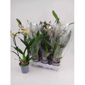 ORCHIDEEEN GEM
