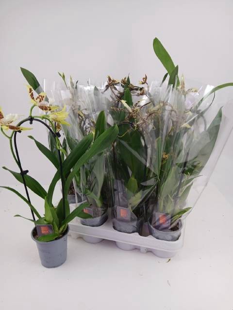 <h4>ORCHIDEEEN GEM</h4>