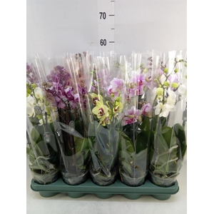Phalaenopsis multi.   ...mix  5