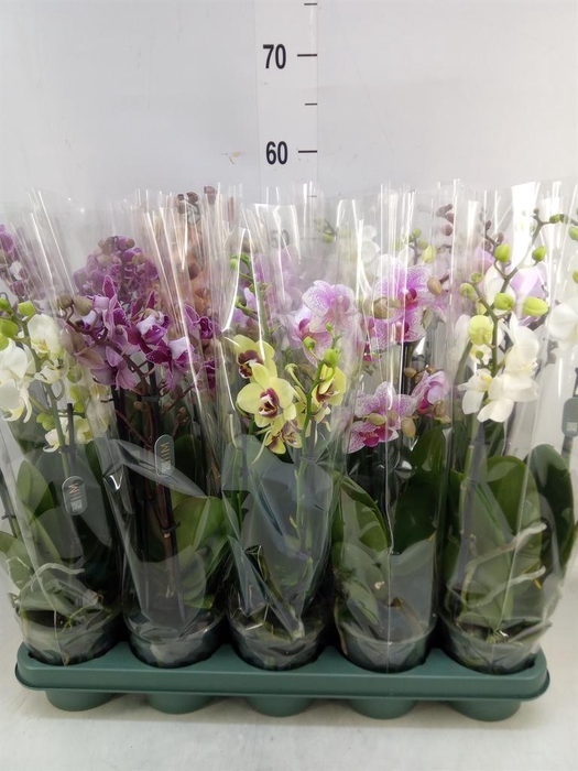 <h4>Phalaenopsis multi.   ...mix  5</h4>