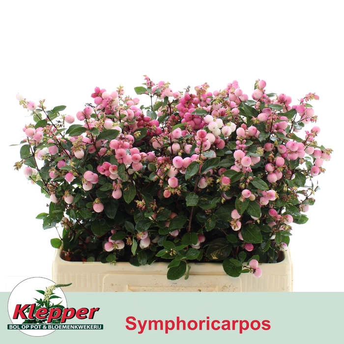<h4>SYMPHO MAG RUBY FALL</h4>