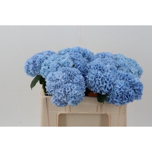 Hydr M Mag Pi Floy B