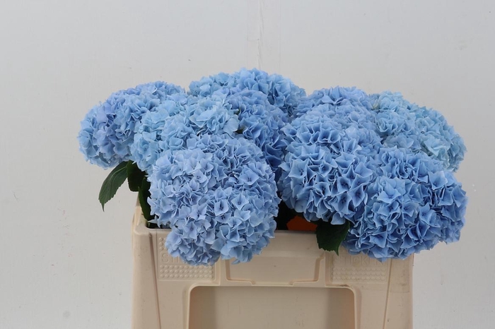 <h4>Hydr M Mag Pi Floy B</h4>