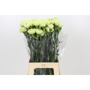 Dianthus St Voragine