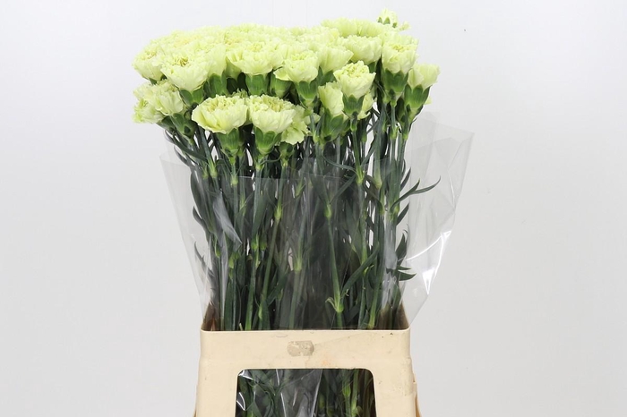 <h4>Dianthus St Voragine</h4>
